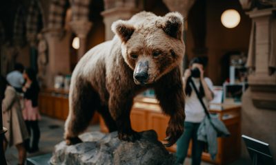 bear market